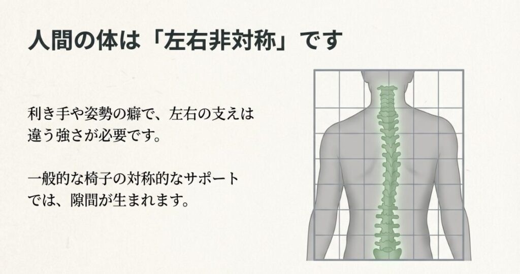 人間の背骨が左右非対称であることを示す図解。一般的な椅子では隙間が生まれる様子を説明。